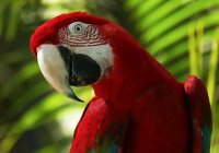 Wildskies Free Flight Bird Show From Currumbin Wildlife Sanctuary