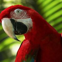 Wildskies Free Flight Bird Show From Currumbin Wildlife Sanctuary